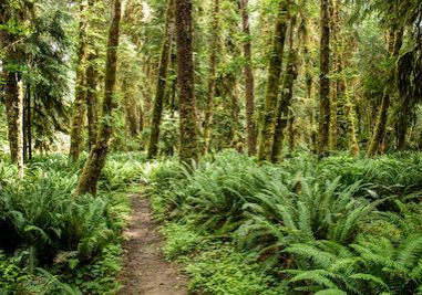 trail ferns woods